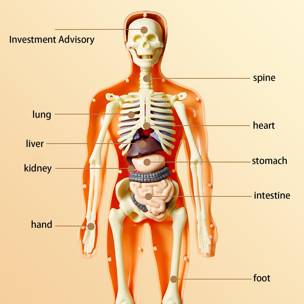 Human Body Model, Children'S Toy, Stem, Cognitive Science And Education, Puzzle Organ Assembly, Skeleton Toy