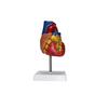 Creative Human Heart Model with Digital Identification, Detachable Cover Decoration, Teaching Equipment Enlightenment Education