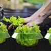 10PCS Round Plant Protection Covers Thickened Garden Cloches Pest Control Covers  Vegetable Plants