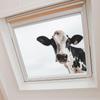 Cartoon Animal Cow Glass Doors and Windows Home Landscaping Decorative Window Stickers