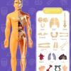 3D Mannequin Diy Human Skeleton Body Torso Model Educational Assembly Learning Kids Toys Anatomy Organ Structure Teaching Tool