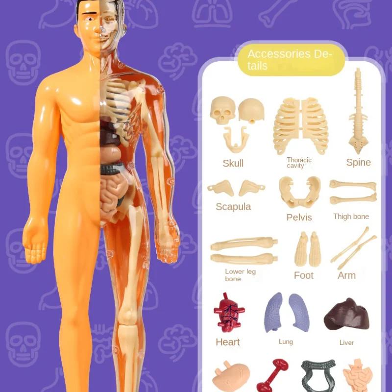 3D Mannequin Diy Human Skeleton Body Torso Model Educational Assembly Learning Kids Toys Anatomy Organ Structure Teaching Tool