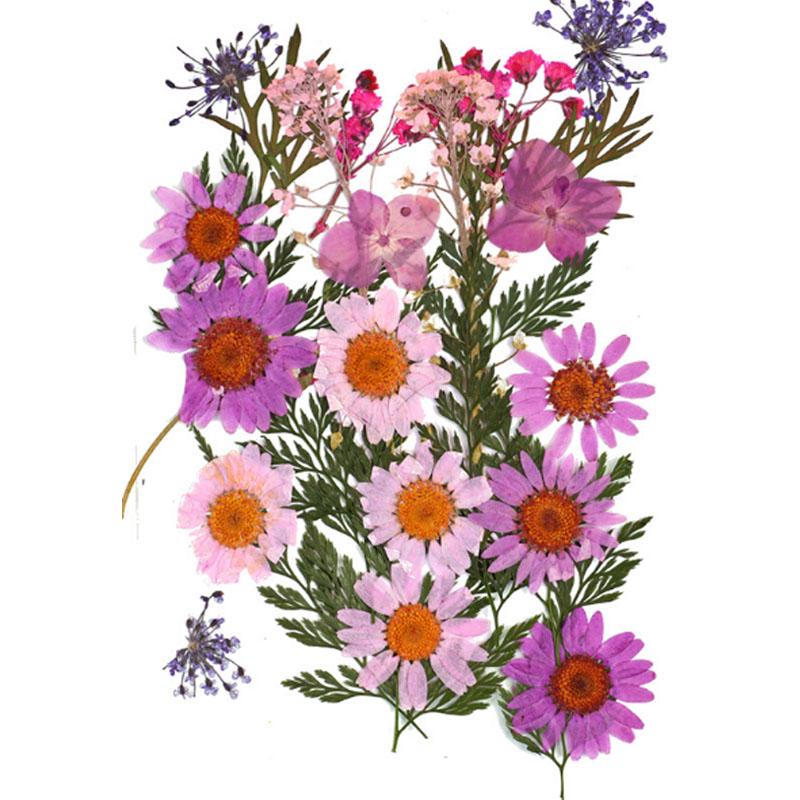 Популярные маленькие 25 шт./пакет, высокое качество, украшение для дома, сушеные цветы, прессованные цветы, консервированные цветы, сделай сам, мини-цветы ручной работы