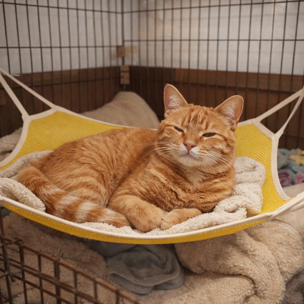 Comfortable Cat Hanging Hammock Breathable Mesh Hanging Sleeping Bed Cage Accessories