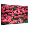Canvas Print Pink Tulips Flower Nature