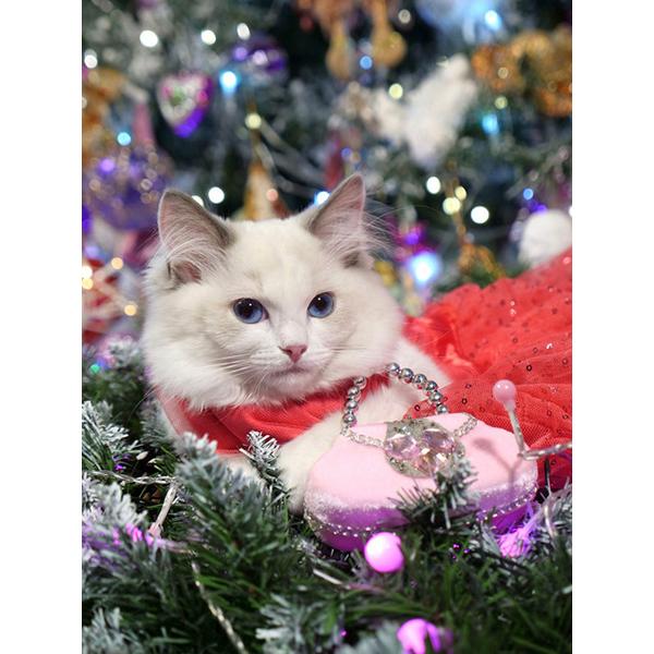 5D алмазная живопись животное кошка Алмазная вышивка Рождественский кот вышивка крестиком горный хрусталь картина мозаика набор Рождественский домашний декор