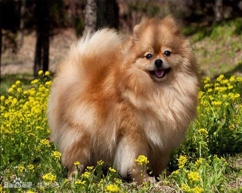 Алмазная вышивка египетские пирамиды животное верблюд полная квадратная вышивка крестиком Алмазная вышивка волк Алмазная мозаика Вселенная домашний декор