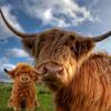 Highland Cow Soft Toy Living Nature Teddy Plush Cute Cuddly Toys Kids