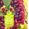 Reusable Flies Killer Non-toxic Harmless Flytrap Cage Durable Pest Catcher For Outdoor Garden Farm