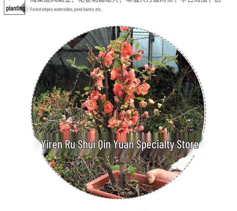 Chojukan Japanese Weeping Crabapple Bonsai Sapling for Courtyard Planting