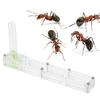 Acrylic Ant Breeding House Nest Formicarium Display Box with Water Tower Moisturizing