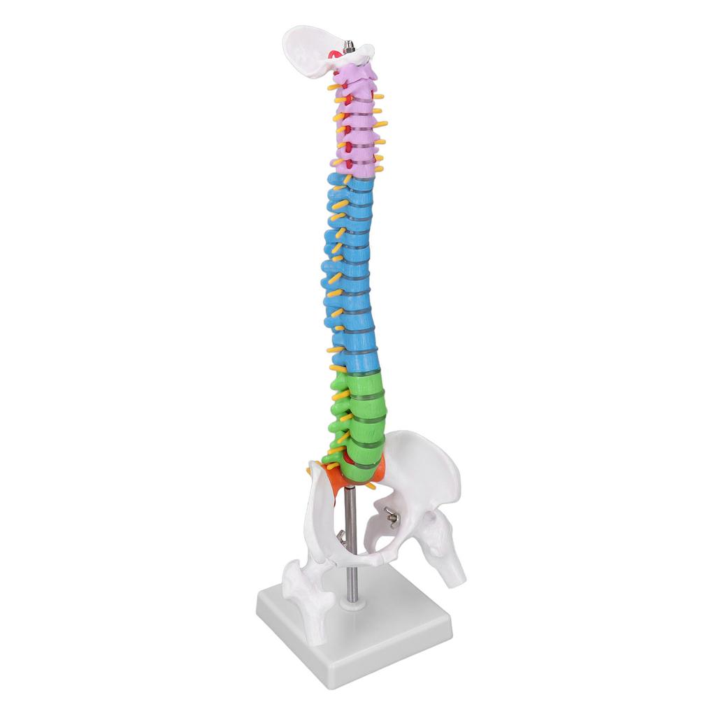 Модель позвоночника из ПВХ 45 см, миниатюра с цветовой кодировкой, набор для обучения преподаванию