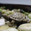 Resin Simulation Small Turtle Craft Micro Landscape Gardening Balcony Flower Pot Decoration Succulent Jewelry Home Decoration