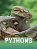 Книга Pythons