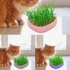 Cat Grass Growing Kit Whale Shape Cat Grass Pot Layered Design Soillness Hydroponic Sprout Tray Hollow Planting Box for Cats