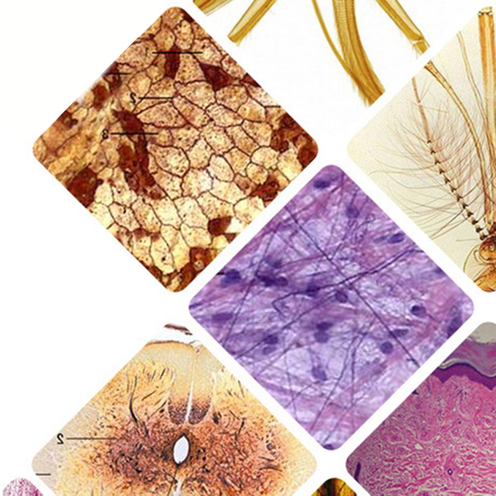 Детские микропрепараты для микроскопа, аксессуары для микроскопа, стеклянные препараты