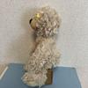 [USED] Steiff Charlie Teddy Bear Plush Toy