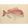 Fish Metal Wall Art, Oceanic Interior Poster Sign