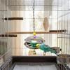 Bite Resistant Parrot Bell Pendant Colored Beads Parrots Chew Swing Bird Cage Toys  Beak Exercise
