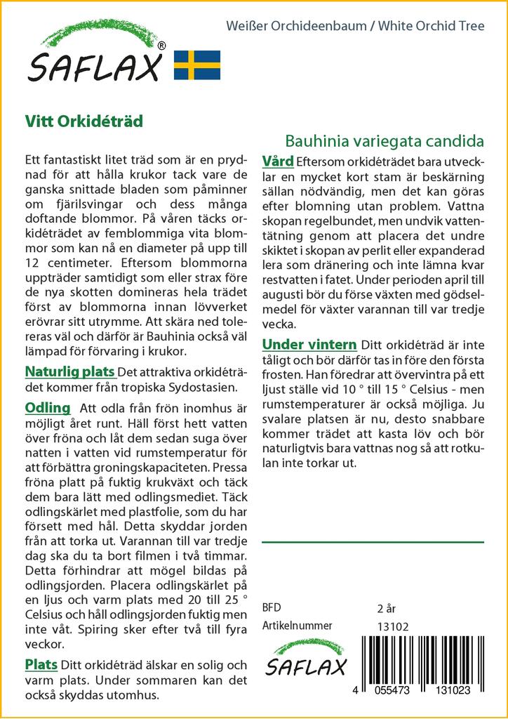 SAFLAX Белая орхидея - 5 семян - Bauhinia variegata candida