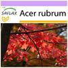 Клен красный - 20 семян - Acer Rubrum