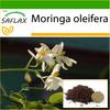 Хрен - 10 семян - С горшечным субстратом для лучшего выращивания - Moringa oleifera