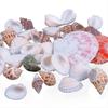 Fantastic 100g Mixed Sea Beach Shells Crafts Seashells Aquarium Decor Photo Props