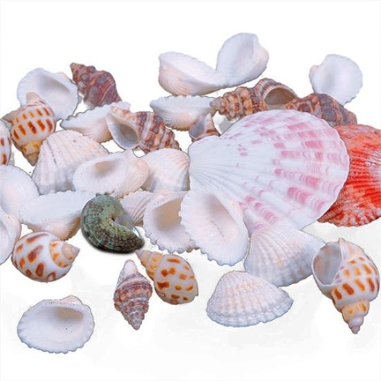 Fantastic 100g Mixed Sea Beach Shells Crafts Seashells Aquarium Decor Photo Props