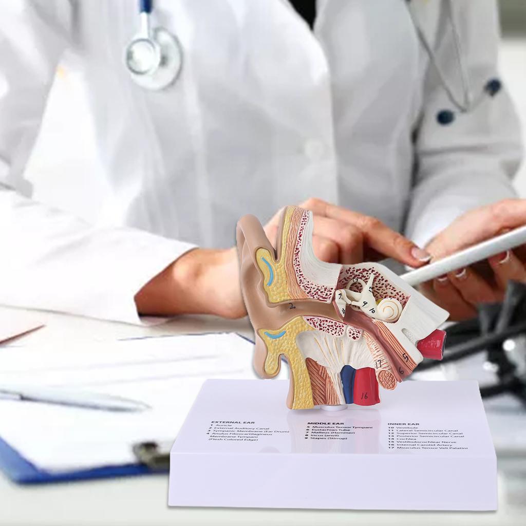 Модель человеческого уха в 1,5 раза в натуральную величину, учебные материалы по научной анатомии, дисплей для анатомических исследований, профессиональный