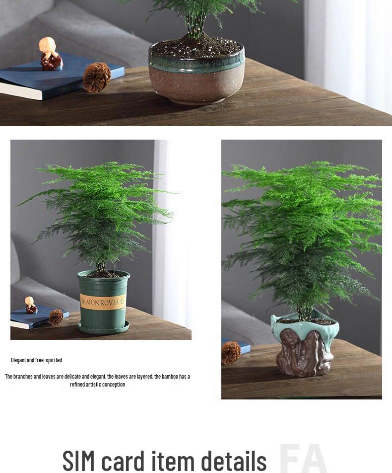 Asparagus Fern Indoor Plant: Air-Purifying, Evergreen, Hydroponic Bonsai for Office or Home