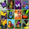DIY 5D Diamond Painting Butterfly Full Round Drill Floral Diamond Embroidery Cross Stitch Mosaic Wall Art Home Decor Gift