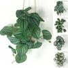 26см Бегония Лист Павлиньего Черепаха Спина Дом Балкон Настенный Подвесной Садовый Декор Искусственные Растения Лиана Зеленая Трава В Горшке