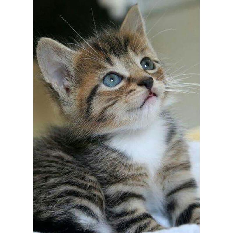 DIY 5D алмазная живопись животные вышивка кошка наборы крестиков полная круглая дрель мозаика со стразами настенная живопись подарок домашний декор