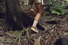 Треккинговые ботинки HIGHTRAIL MID WP High Trail Mid Водонепроницаемые см [KEEN] Женские SAFARI/CHIPMUNK 26.0