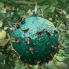 THG Fly Trap Hanging Sticky Round Ball Mosquitoes Insect Catcher for Park Kitchen