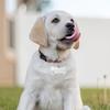 Personalized Pet Tag Keychain Stainless Steel Name Tags Dog Collar Anti-Lost Dog Decoration Bone Style for Pet Nameplate Pendant