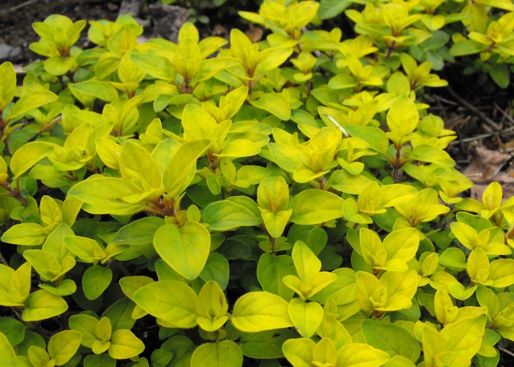 SAFLAX Garden in the Bag - Орегано греческий - 600 семян - С субстратом в подходящем пакете - Origanum vulgare