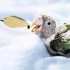 YAODHAOD 4.7" Bird Parrot Stainless Steel Metal Feeding Spoon Parrot Feeding Scoops Hand Feeding Spoons for Parrot (3PCS)