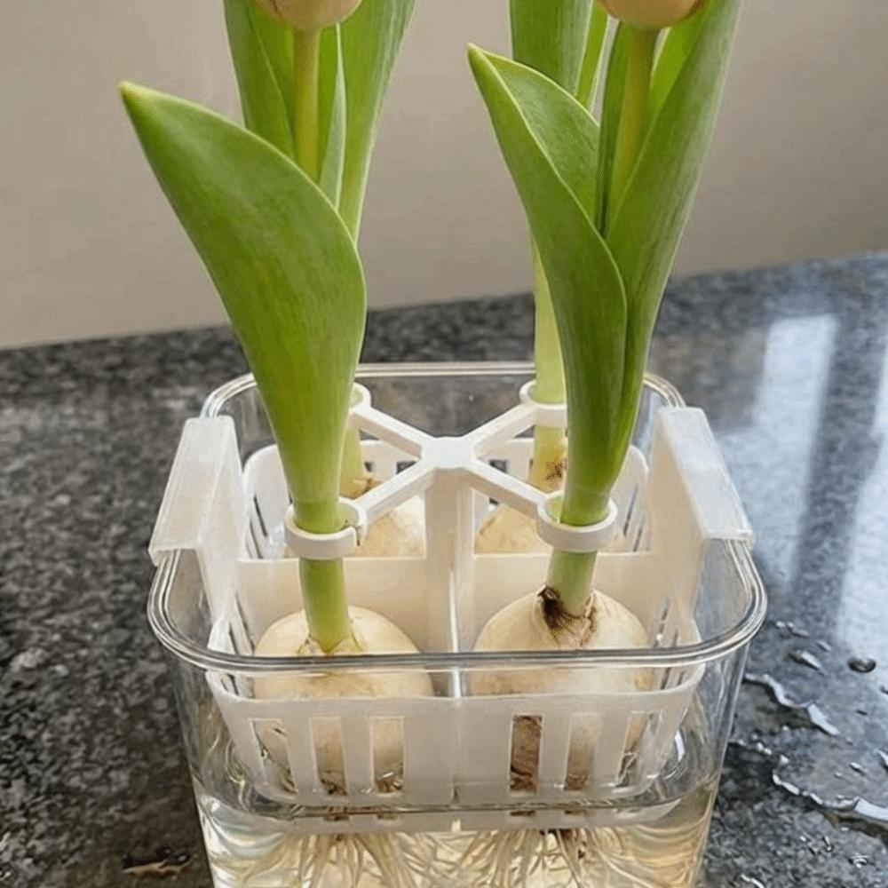 4-Hole Hydroponic Tulip Anti-Tip Stand Stabilize Keep Upright Tulip Bulb Support Holder Plastic Anti-Fall Plant Fixer Bracket