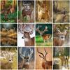Deer DIY 5D Diamond Painting Full Round Drill Animal Diamond Embroidery Cross Stitch Mosaic Kits Wall Art Home Decor
