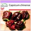 Чили - Шоколад Хабанеро - 10 семян - Capsicum chinense