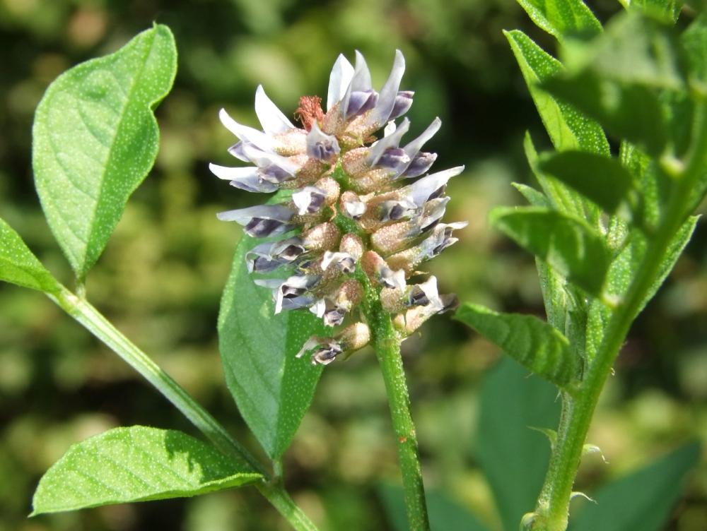 SAFLAX Garden in the Bag - Солодка - 30 семян - С субстратом в подходящем пакете-стойке - Glycyrriza glabra