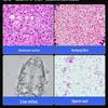 AOSVI 4K Research Biological Microscope
