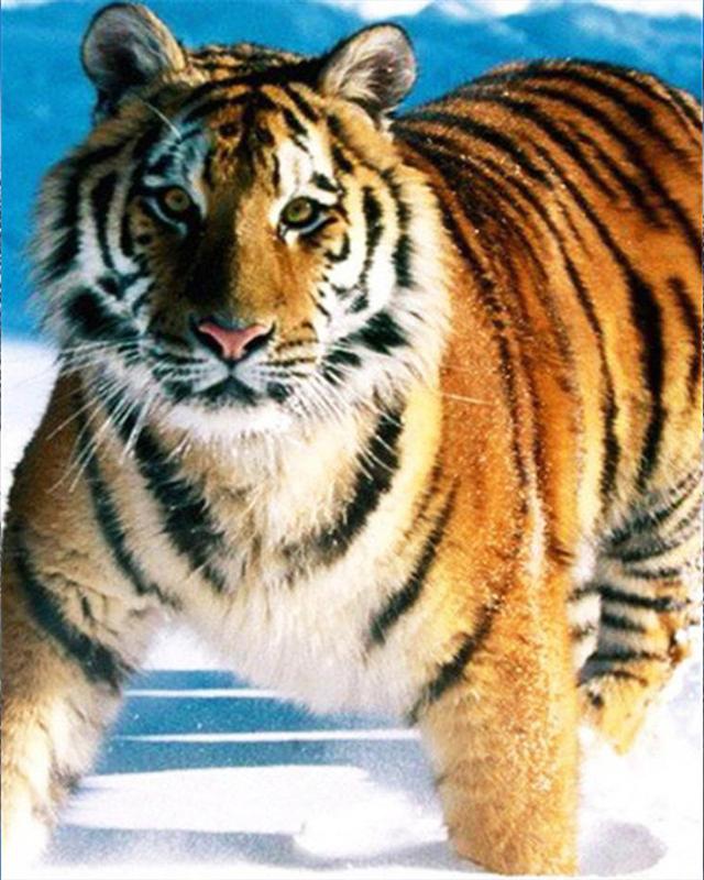 Набор для алмазной живописи животное 5D DIY Алмазная вышивка Белый тигр картинки из стразов мозаика распродажа набор для рукоделия
