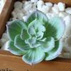 1шт пластиковые поддельные искусственные суккуленты растение бонсай сад домашний офис декор