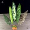 Sashimi Decoration Set: Bamboo Leaves, Edible Flowers & Plants for Salmon and Seafood Dishes