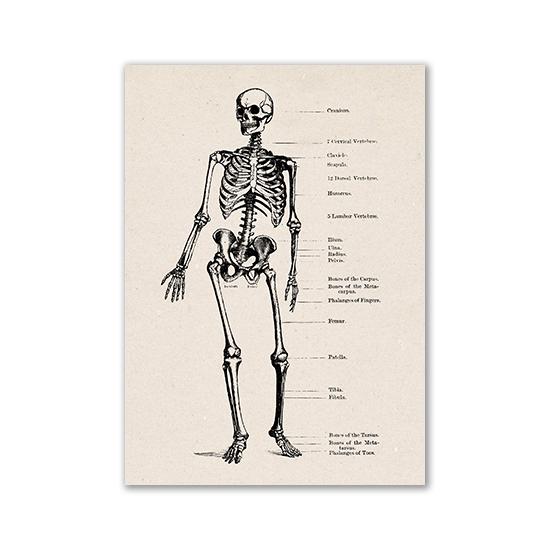 Vintage Human Anatomy Artwork Medical Wall Picture Muscle Skeleton Poster Canvas Art Print Education Hospital Pharmacy Paintings