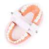 Tooth Brushing Model Dental Standard Teeth Model Typodont Demonstration Compatible with Teaching Studying Small Size