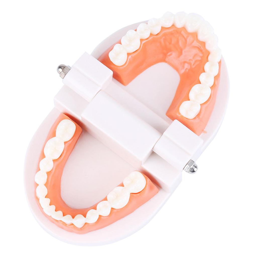 Tooth Brushing Model Dental Standard Teeth Model Typodont Demonstration Compatible with Teaching Studying Small Size