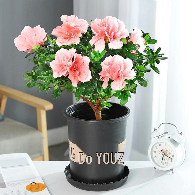Large Azalea Potted Plant with Blooming Buds - Year-Round Indoor/Outdoor Cold-Resistant Green Flower, Easy Care